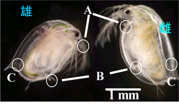「ミジンコのオスとメスの見分け方を示した写真」