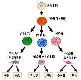 「ヒト胚性幹（ES)細胞からの胚様体を経由した細胞・組織分化を示した図」