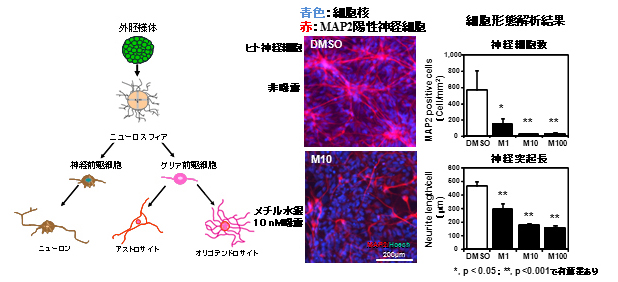「ヒトのES細胞から神経細胞への分化におけるメチル水銀の影響を示した図（外胚様から神経細胞の分化を示した図、ヒト神経細胞のメチル水銀10n曝露と非曝露の場合の比較写真、細胞形態（神経細胞数と神経突起長）の解析結果を示した棒グラフ）」