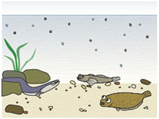 水底環境における水生生物イメージ挿絵