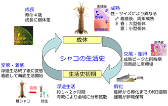 「シャコの生活史の概略」を示した図