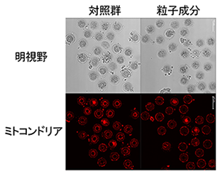 卵子のミトコンドリアの分布を顕微鏡で観察した写真