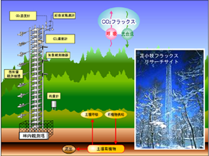 第1図 森林における二酸化炭素交換量観測例(出典:国立環境研究所地球環境研究センター「見て、読んで、理解する 地球温暖化資料集」)