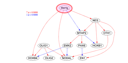 ヒト神経細胞のネットワーク図