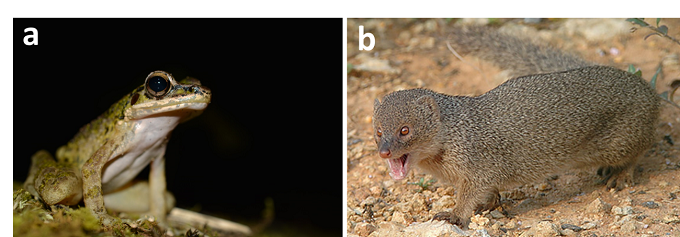  アマミハナサキガエルと フイリマングースの画像