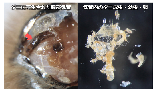 アカリンダニに寄生されたミツバチ胸部気管および気管内のダニ成虫・幼虫・卵 の写真（前田太郎（2015）日本ダニ学会誌より転載）