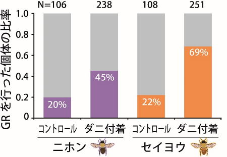 ダニを付着させた場合および付着させなかった場合のグルーミング（GR）を行ったミツバチ個体の比率を表した図