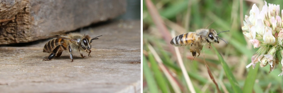 ニホンミツバチ（左）およびセイヨウミツバチの写真（右；小松貴氏撮影）