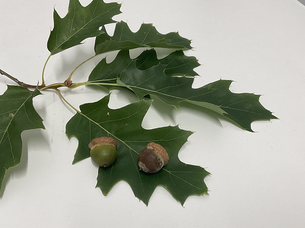 acorns photo