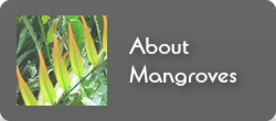 about_mangroves_b.png