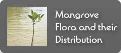 mangrove flora and their distribution