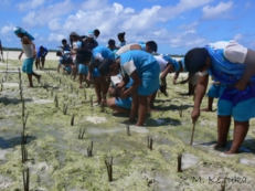 Mangrove planting (Kiribati)