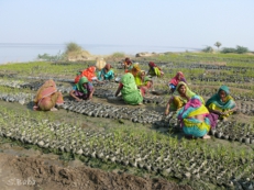 Mangrove nursery (India)