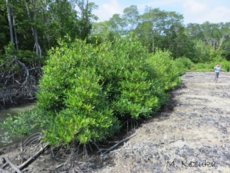 Mangrove planting (Sabah, Malaysia)