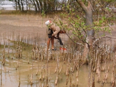 Crab harvesting at Sonneratia caseolaris forest (Vietnam)