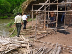 Poles of Rhizophora apiculata (Vietnam)