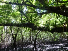 Ferns on branches of Sonneratia alba 