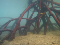 Roots of Rhizophora stylosa under the water (Iriomote, Japan)