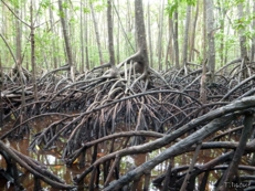 Prop roots of Rhizophpra apiculata