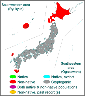 Norway Rat Brown Rat Invasive Species Of Japan