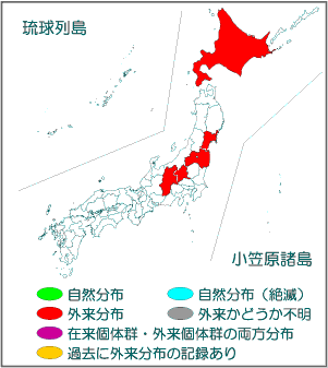 アメリカミンク 国立環境研究所 侵入生物db