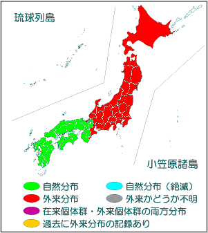 ナマズ 国立環境研究所 侵入生物db