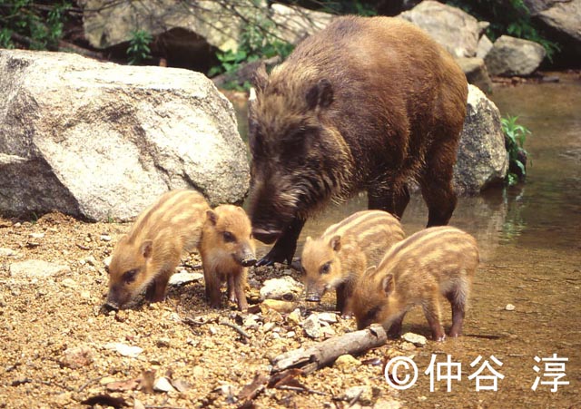 イノシシ 国立環境研究所 侵入生物db