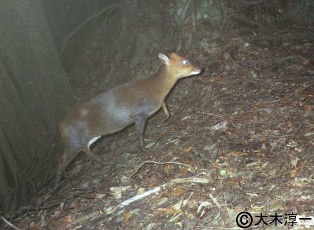 キョン 国立環境研究所 侵入生物db