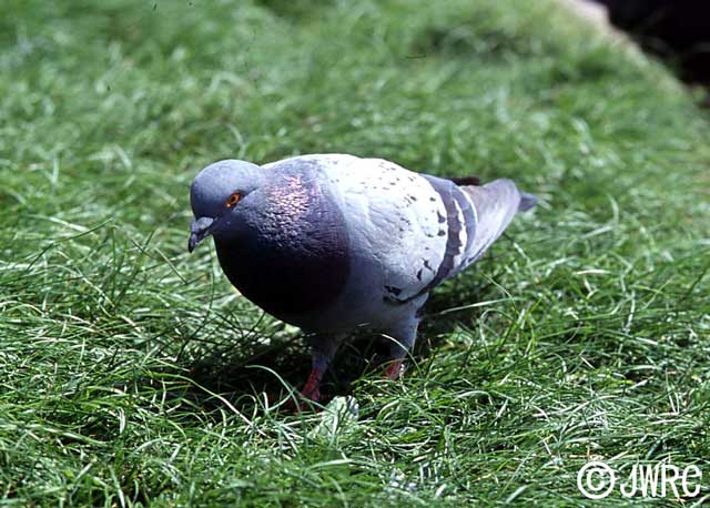 ドバト 国立環境研究所 侵入生物db