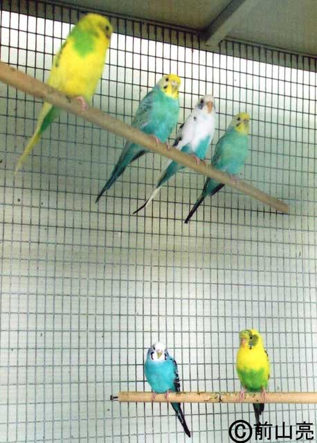 セキセイインコ 国立環境研究所 侵入生物db