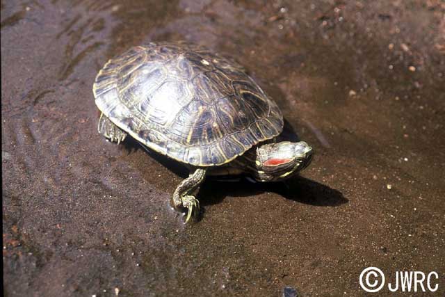 ミシシッピアカミミガメ 国立環境研究所 侵入生物db