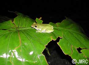 写真：アマミアオガエル