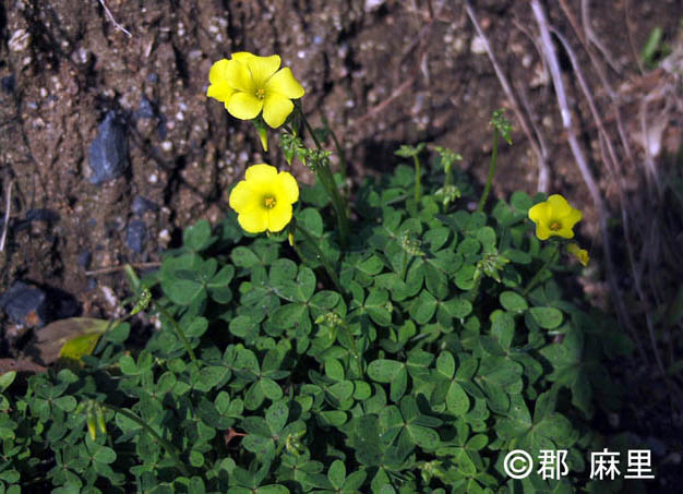 オオキバナカタバミ 国立環境研究所 侵入生物db