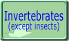 Invertebrates except insects