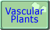 Vascular plants