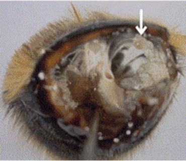 セイヨウオオマルハナバチの体内から発見されたマルハナバチポリプダニのメス成虫とその卵の写真