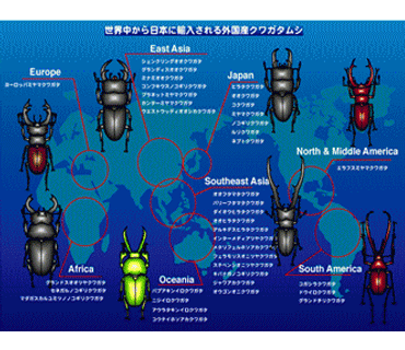 世界中から日本に輸入される外国産クワガタムシの図