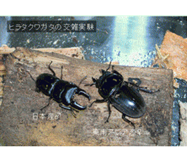 ヒラタクワガタの交雑実験の写真