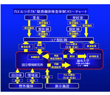 カエルツボカビ疑惑個体検査体制フローチャート