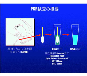 PCR検査の概要