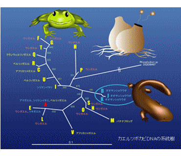 カエルツボカビDNAの系統画像