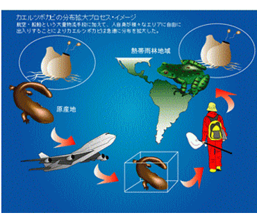 カエルツボカビの分布拡大プロセス・イメージ