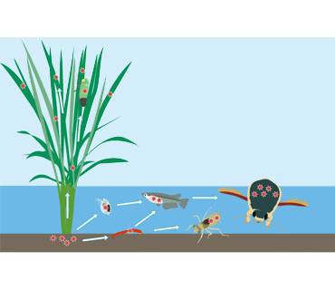 侵入生物データベース 外来種 移入種 帰化動植物情報のポータルサイト