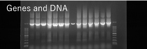 image of genes and DNA