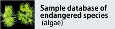 Image of Sample database of endangered species (algae)