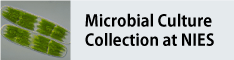 Microbial culture collection at NIES