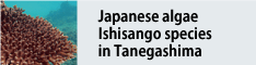 Image of Japanese algae Ishisango species in Tanegashima