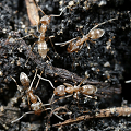Link to press release about Local chemical eradication of the Argentine ant