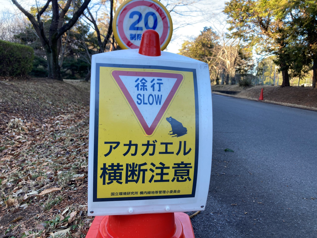 アカガエル