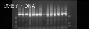 遺伝子・DNAに関わる研究のイメージ画像